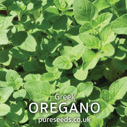 Oregano Greek Seeds
